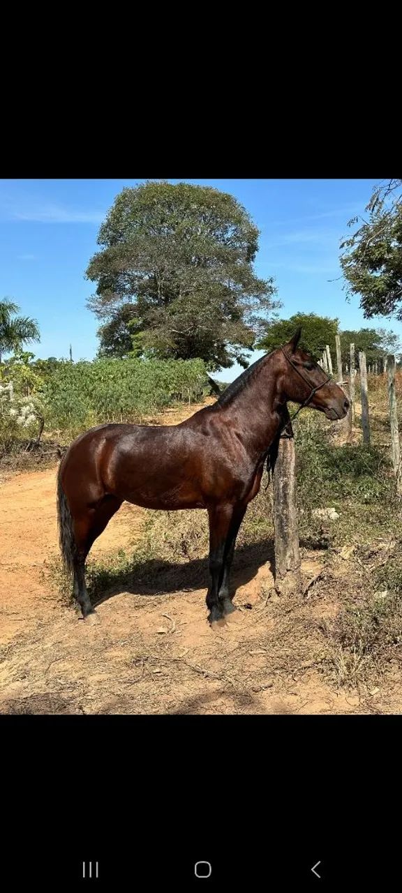 Egua Mangalarga Marchador