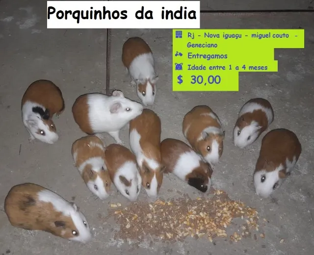 Porquinhos da india