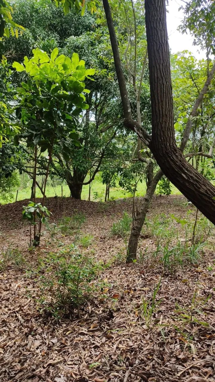 Vendo Terreno em Vila Merlo Cariacica 3.200m2 - Foto 4