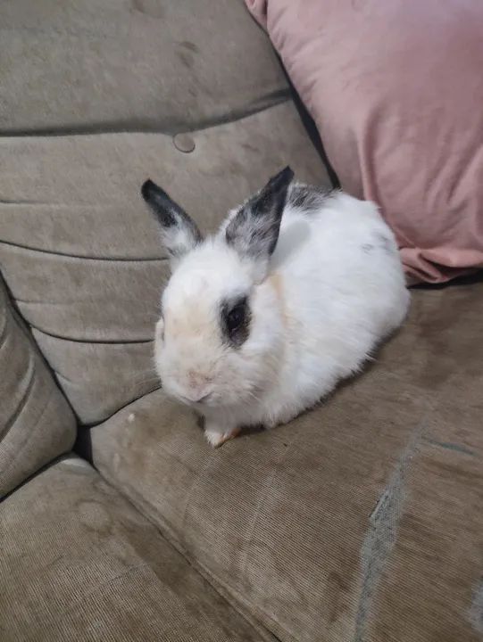 Coelho Adulto (Macho) - Foto 2