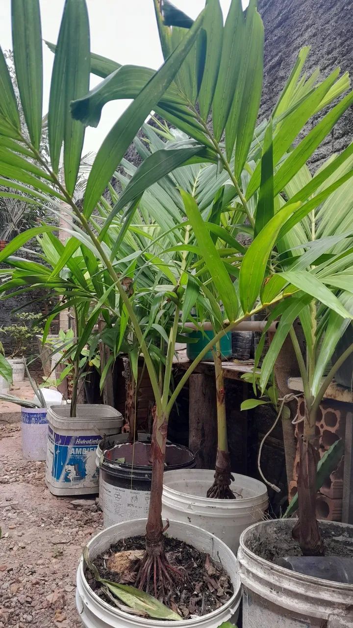 Palmeiras ornamentais Veitchia  - Foto 3