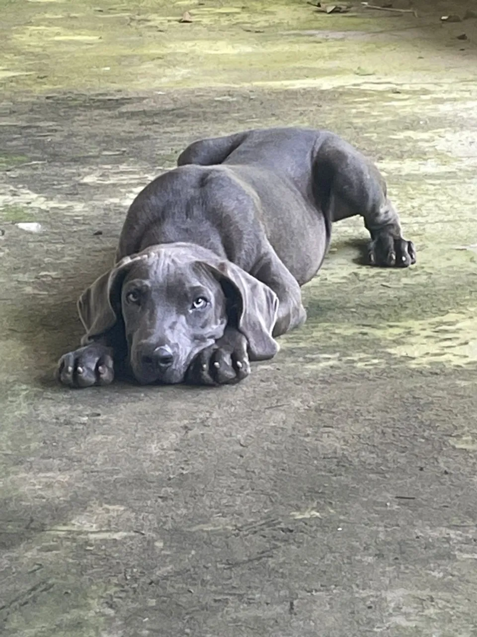 Filhote de Cane Corso disponível 