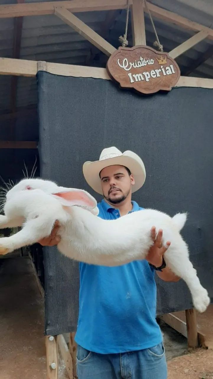 COELHO GIGANTE DE FLANDRES - Maior e mais dócil que existe no mundo
