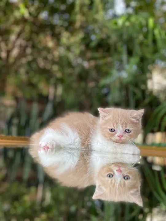 British shorthair e longhair  - Foto 3