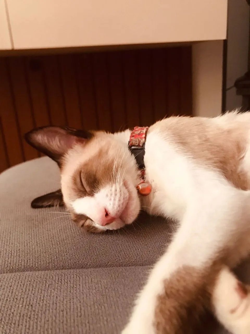 Gatinho filhote para adoção