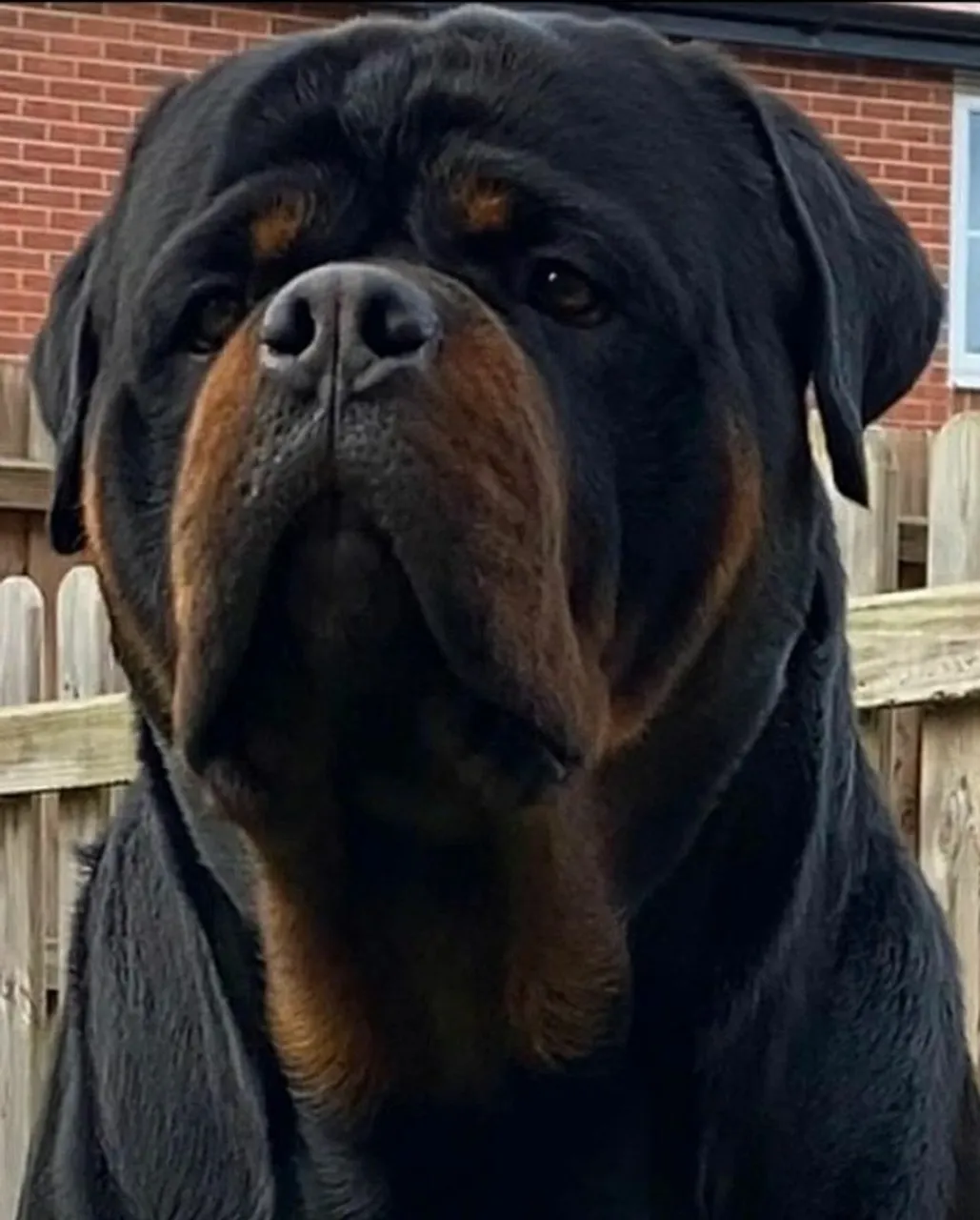TENHA SIMPLESMENTE O QUE TEM DE MELHOR NO MUNDO EM ROTTWEILER LEST EUROPEU, WHTSP DESCR