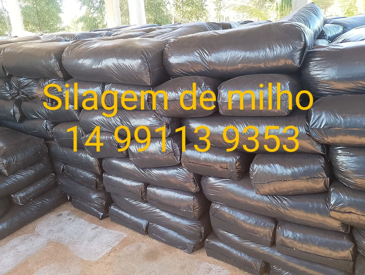 Silagem de milho para gado - Ensacada