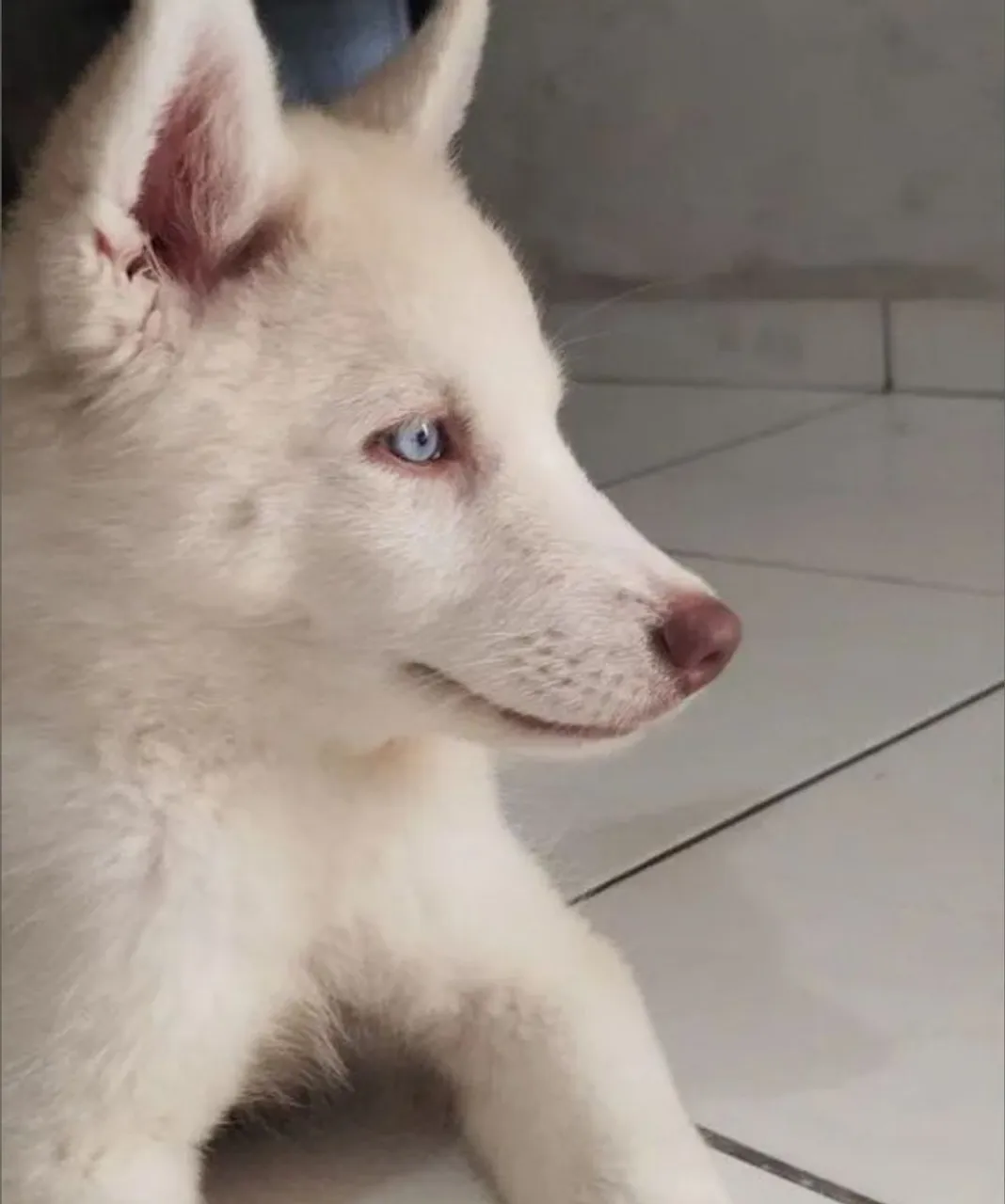 Husky Siberiano com 7 meses todas as vacinas, remédio do carrapato em dia.