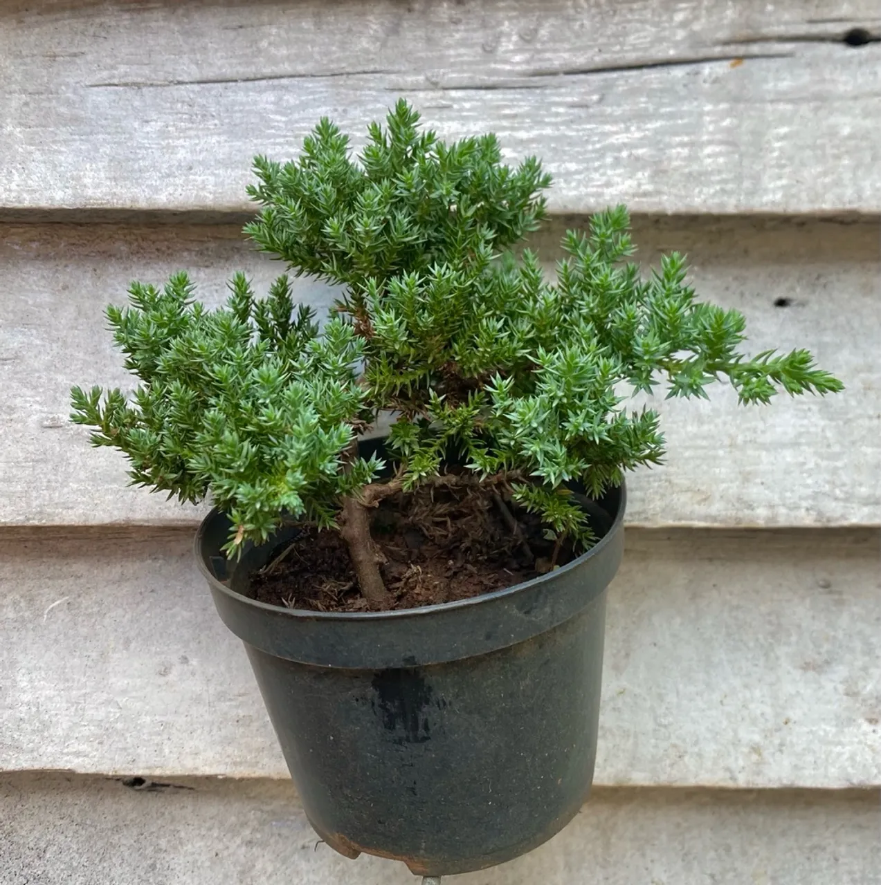 Mini Bonsai de Juniperus - Ideal para Decoração