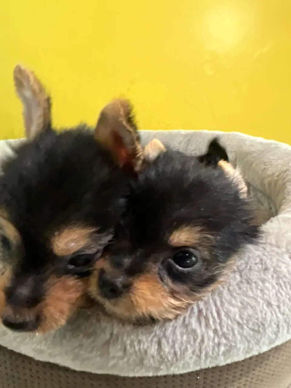 Yorkshire terrier