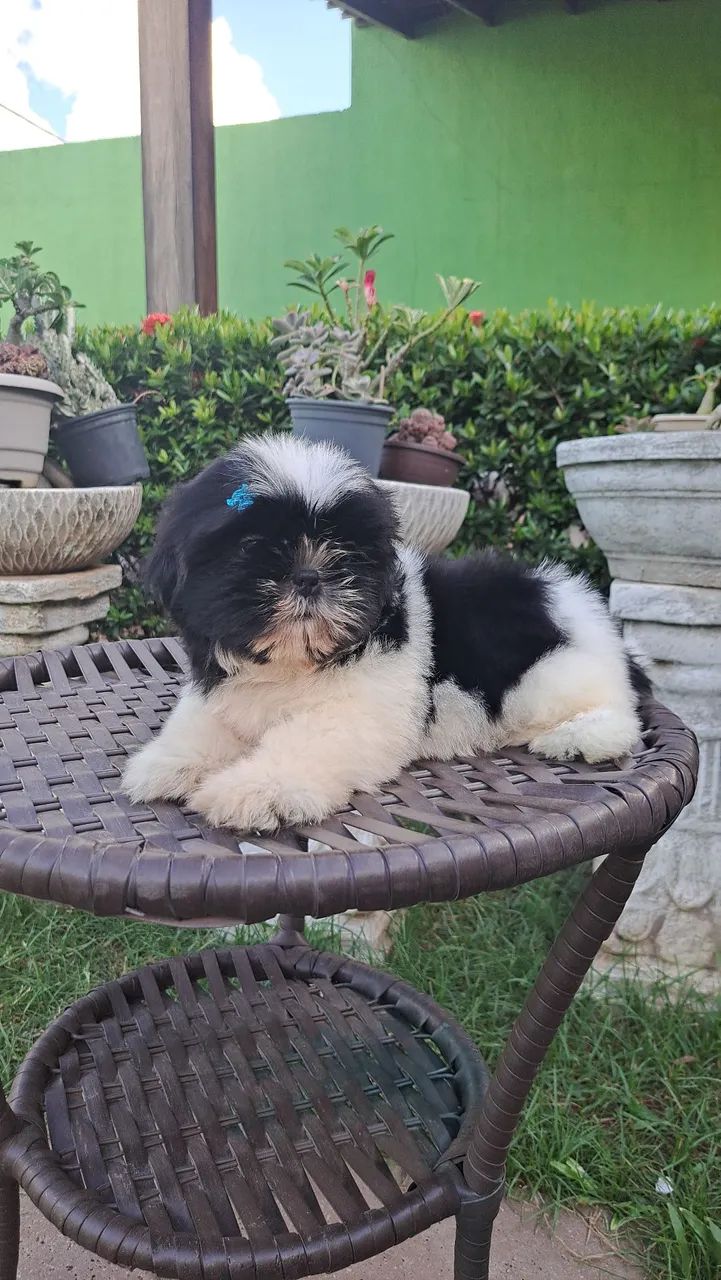 Venda de filhotes shih tzu  - Foto 2