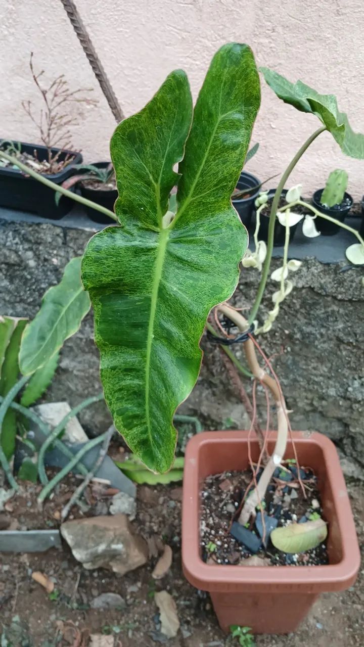 Planta Philodendron 'Paraiso verde'