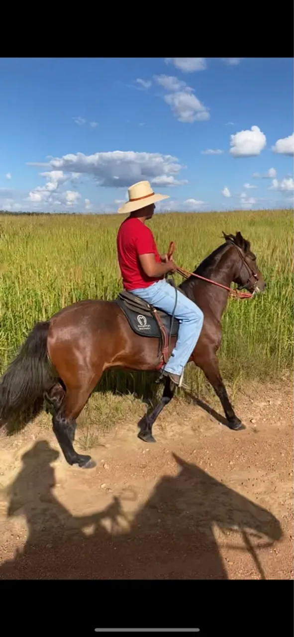 Cavalo de Sela Marcha picada genuína
