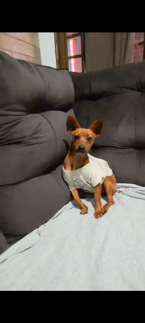 Pinscher 2 Fofo para venda