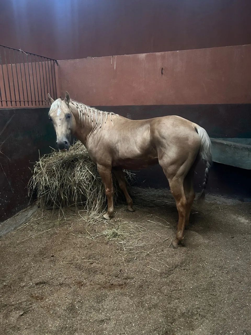 Cavalo Quarto de Milha - Baio - Castrado - Foto 2