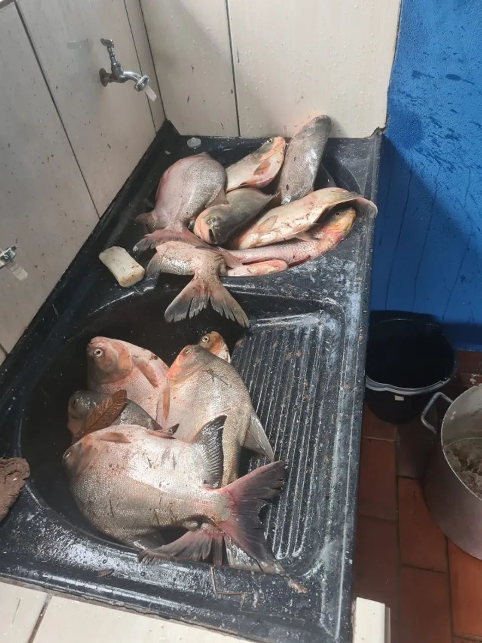 Rancho em Palmeiras na Beira do Rio Aquidauana  - Pesqueiro - Chacara - Foto 3