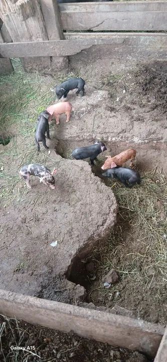 Doa-se leitões  * falar com marcelo - Foto 4