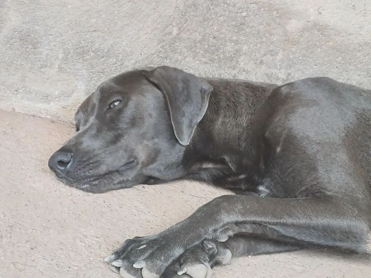 Doa se filhote caramelo  - Foto 2