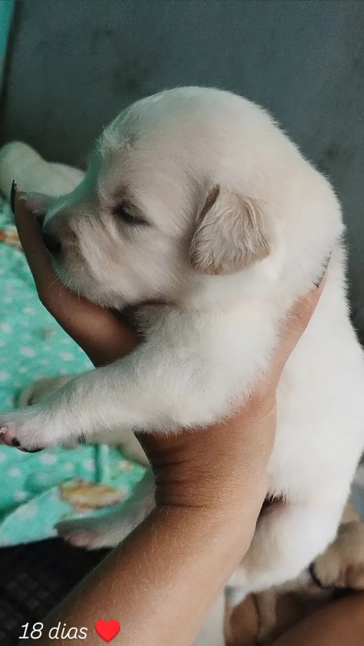Filhotes de Golden Retriever !