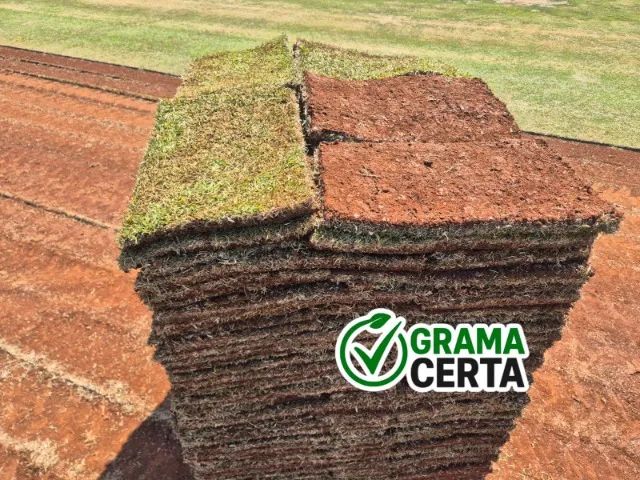Grama Esmeralda em Limeira | Qualidade e Entrega Rápida