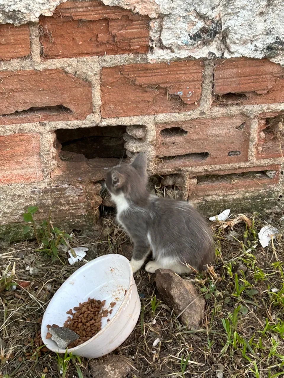 Gatinhos para Adoção Urgente