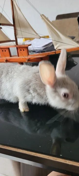 Coelhinho anão Netherland  - Foto 3