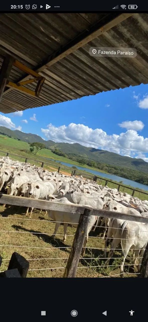 Fazenda para Arrendamento gado a 280km de Goiânia 