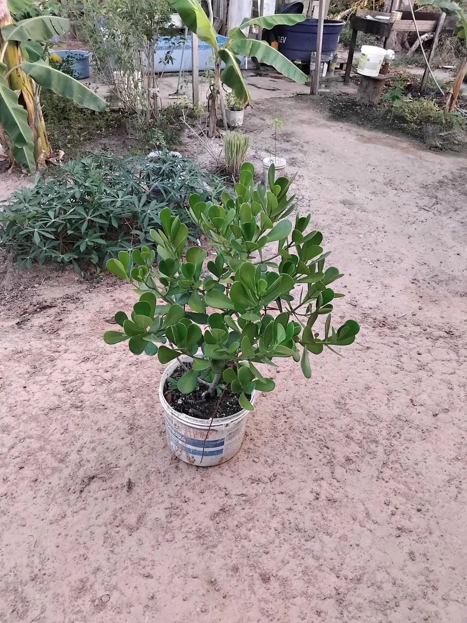 Vendo plantas - Foto 4