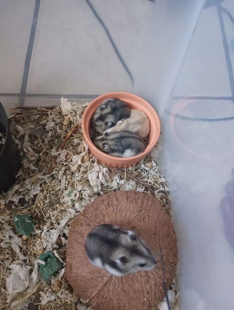 Hamster anão russo.64706317764865121