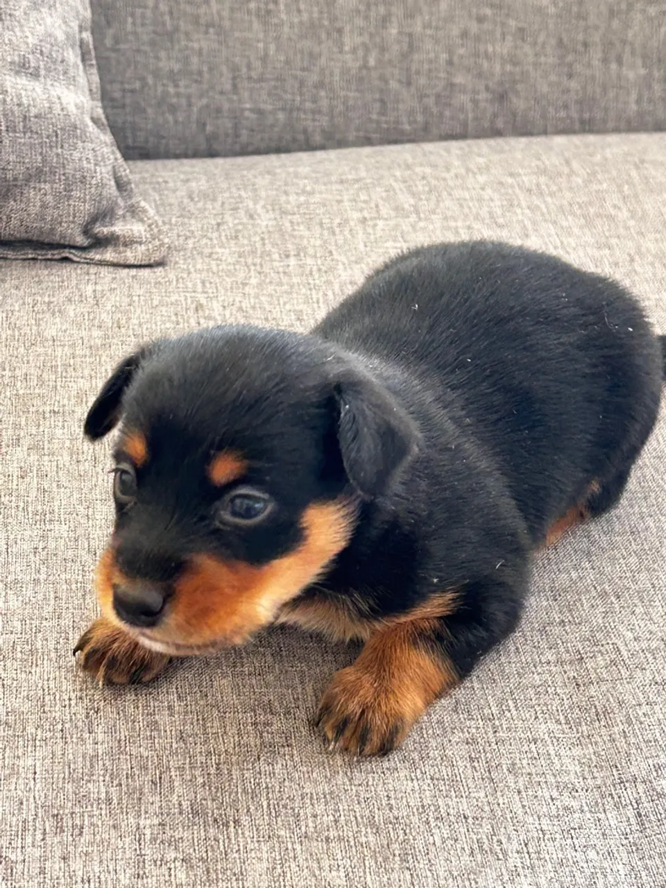 Filhote de pinscher