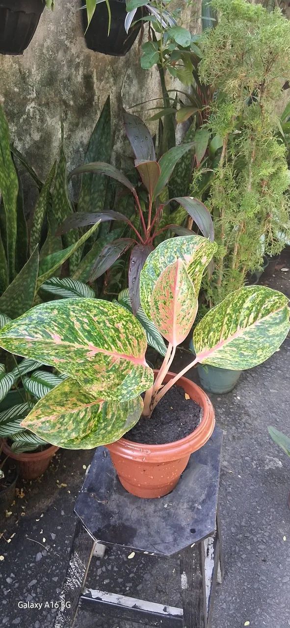 Aglaonema  - Foto 4