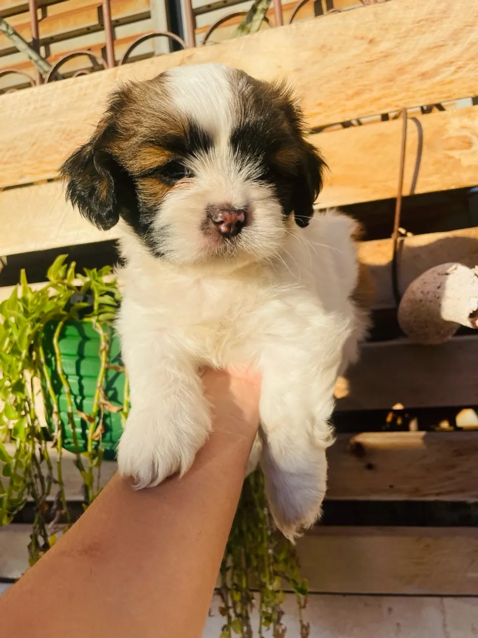 Shih Tzu Filhote