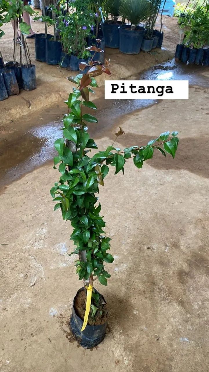 FRUTÍFERAS DIVERSAS 