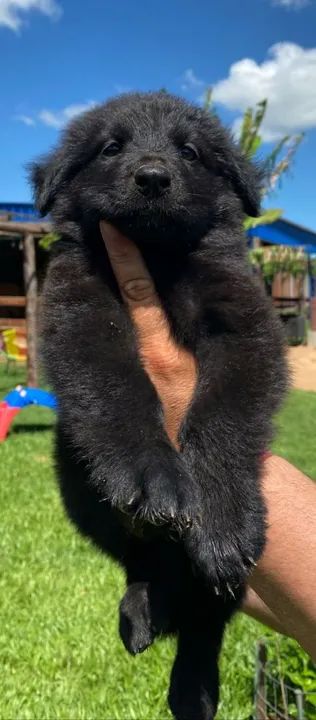 Pastor alemão  - Foto 2