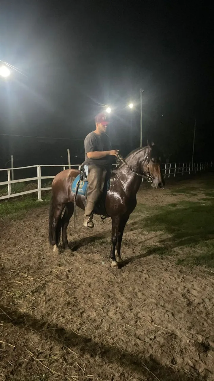 Cavalo