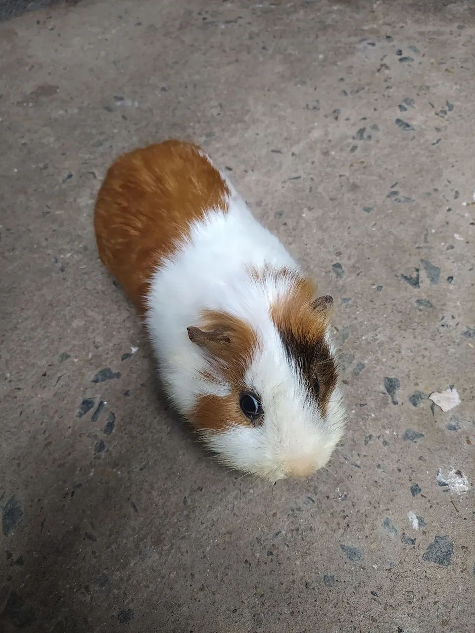 Porquinho da Índia  - Foto 2