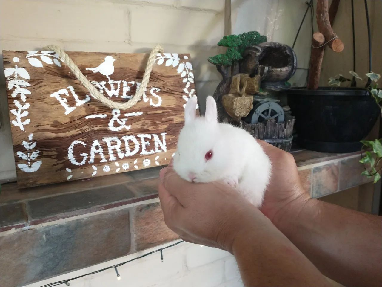 Vendo Coelho Netherlands Branco com olhos vermelhos  - Foto 3