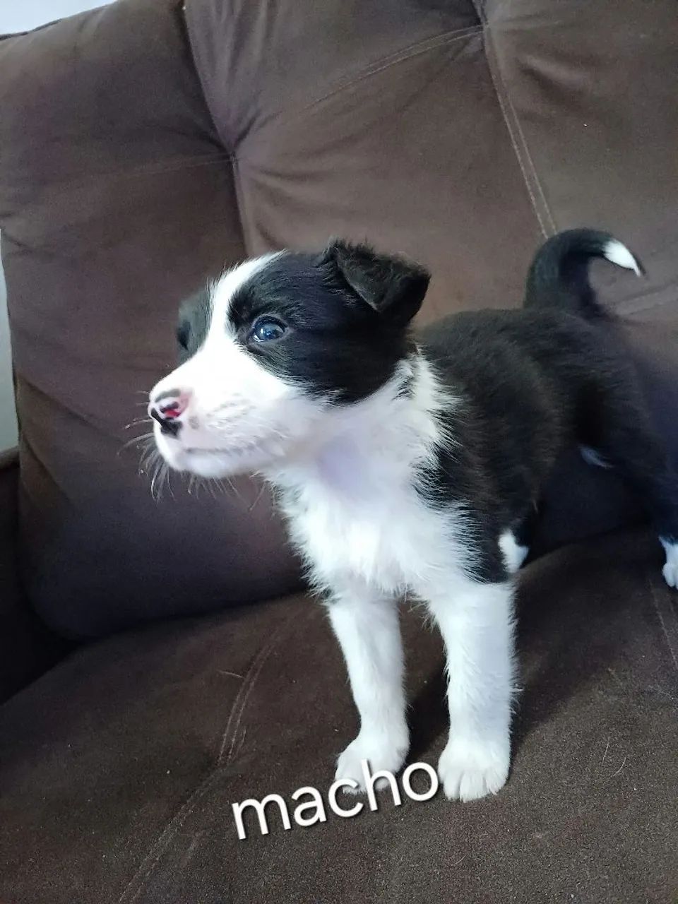 Filhotes de border collie  - Foto 5