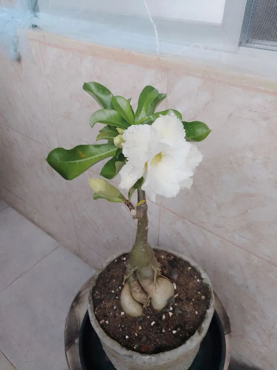 Vendo Rosas do Deserto ?