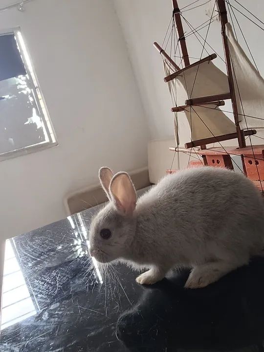 Coelhinho anão Netherland 