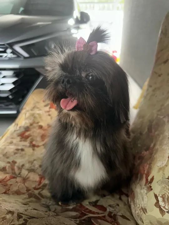 Belo Filhote de Shih Tzu com Spitz Alemão - Foto 6