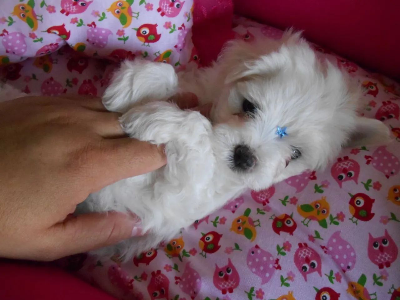 Filhote de Maltês Puro! - Foto 2