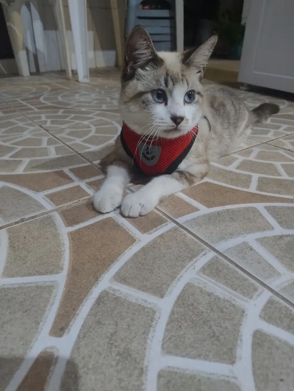 Gato lindo e dócil para adoção