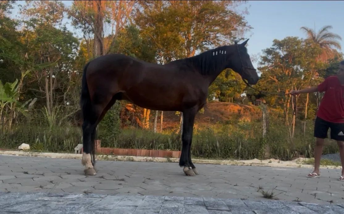 Cavalo registrado, mangalarga marchador - Foto 5