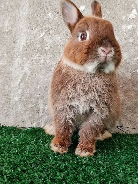 Padrão importado  - Foto 2