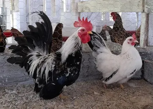 Galinhas e galos 