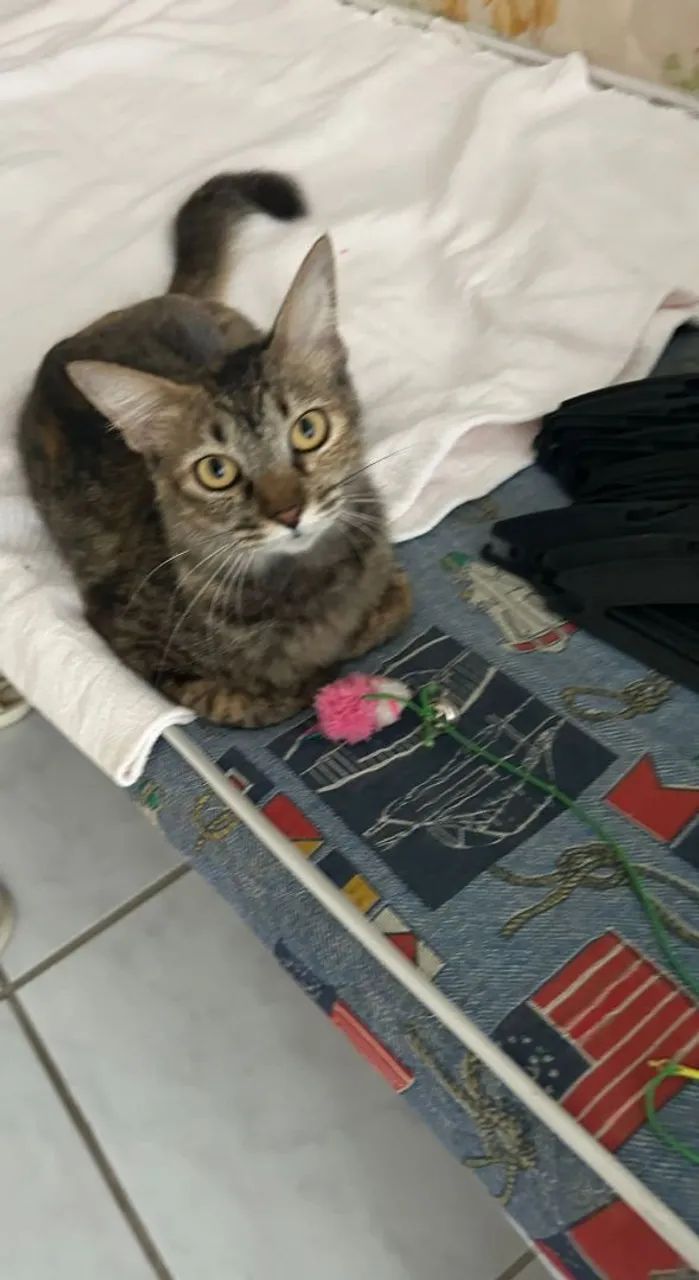 GATINHA PARA ADOÇÃO  - Foto 2