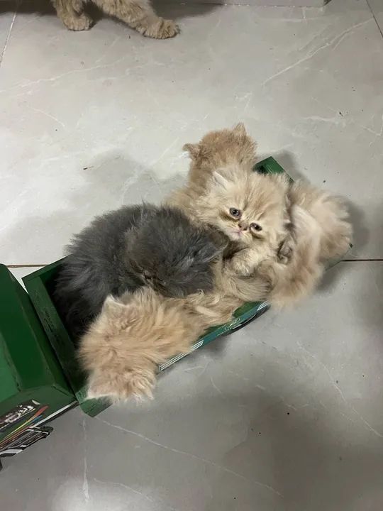 Persa bebês com 50 dias 