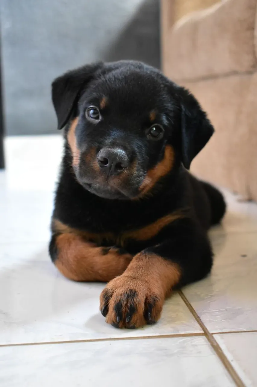 Rottweiler - Filhotes robustos e protetores