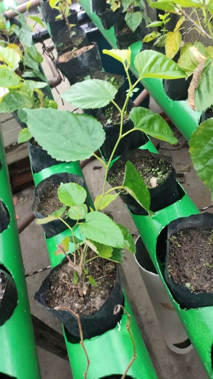 Mudas de Morango em Vasos para Produção - Foto 2